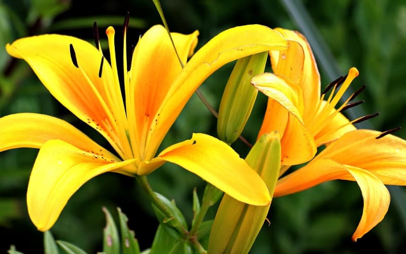 约会送花攻略：选对花束让浪漫氛围瞬间升级