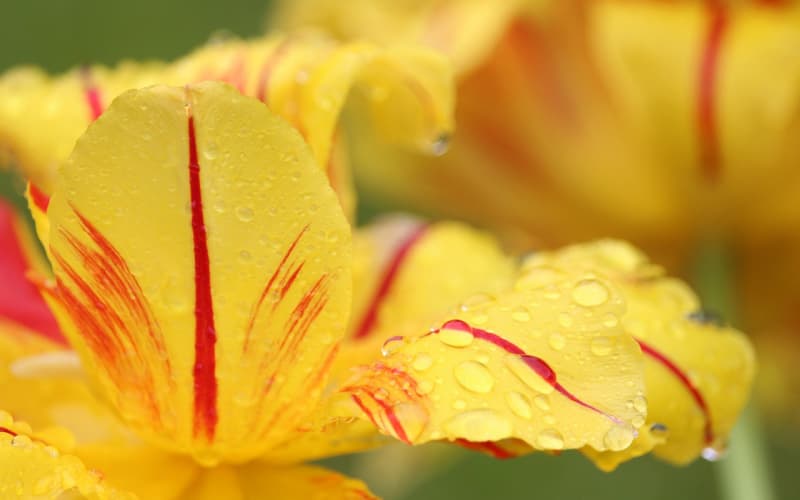 情人节送花攻略：提前预定鲜花，避开抢购与涨价潮