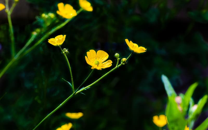 节日送花不纠结：六类热门花束礼盒选购全攻略