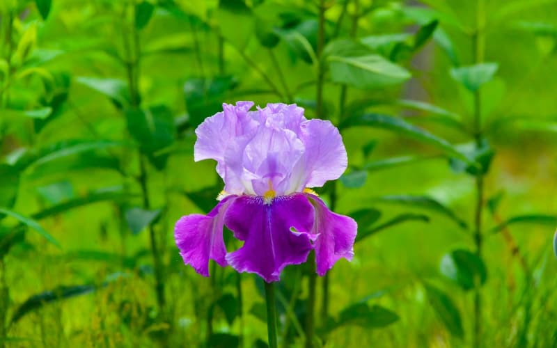 生日送花全攻略：选对花材与风格，让心意完