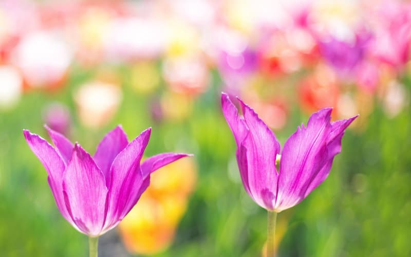 清明节送花全攻略：花材选择、花语解读与送