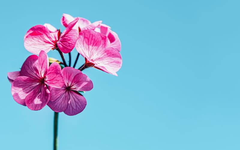 鲜花样式全解析：圆形、花篮、花瓶与手捧花