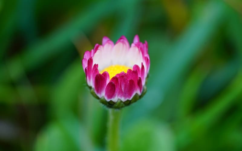 约会送花全攻略：从花语到搭配，打造专属浪漫花束