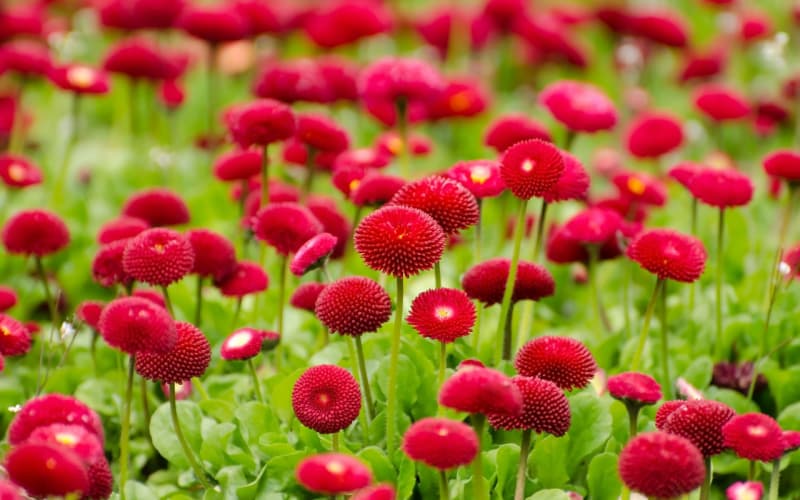 友谊之花怎么送？选花、包装、时机全攻略