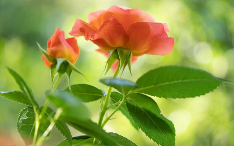 结婚纪念日送花指南：选对花束让爱情更显珍
