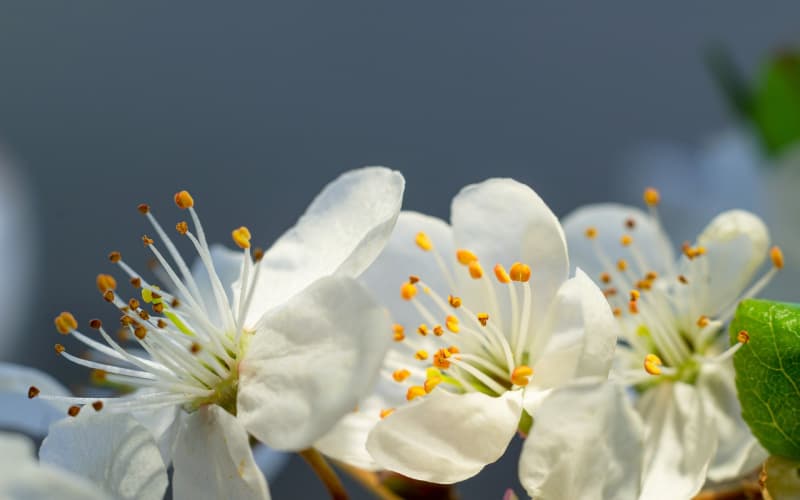 栀子花的花语解析：一生守候、坚强不息与希