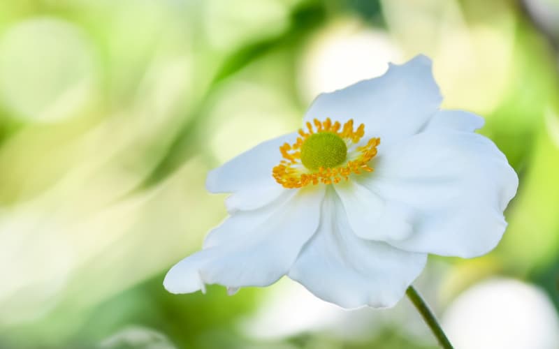 鲜花与永生花：生命绽放与时光定格的选花决策指南