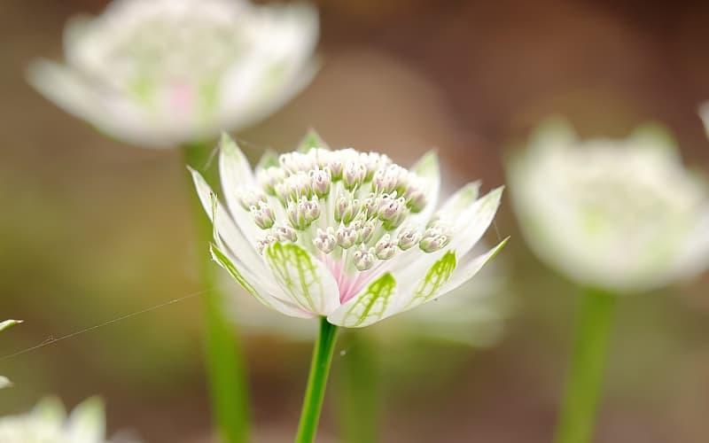 节日送花指南：重阳、感恩、万圣专属花礼搭