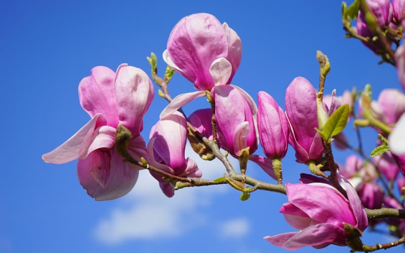 春节送花必知：吉祥花卉挑选与搭配全攻略