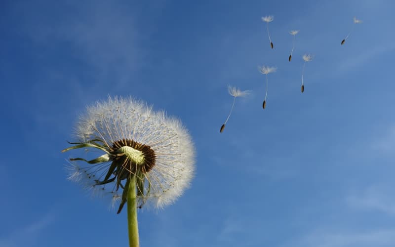约会送花攻略：选对鲜花让浪漫氛围瞬间拉满