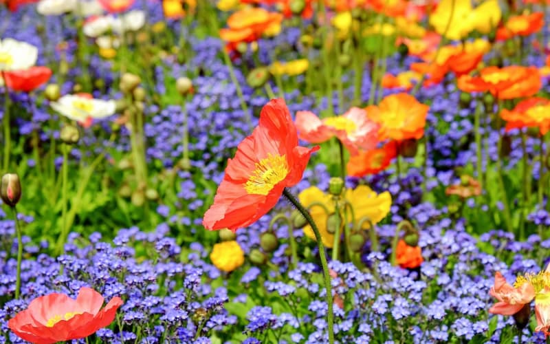 生日送花全攻略：花材寓意、人群搭配与创意