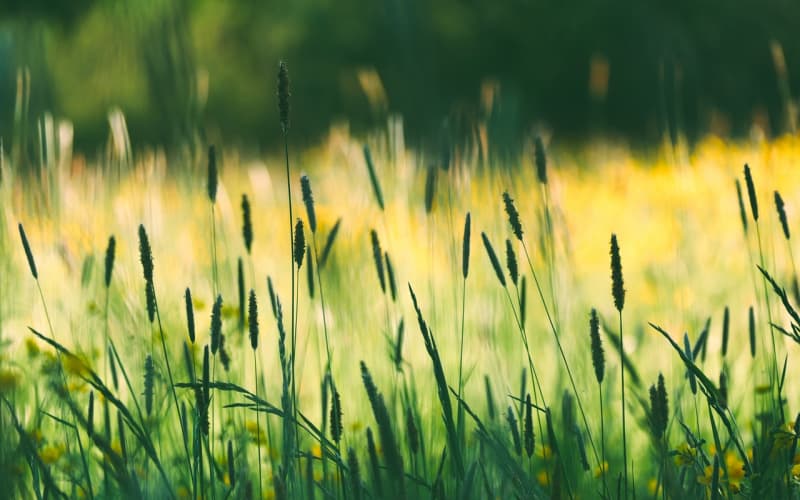 鲜切花养护全攻略：延长花期的10个关键技