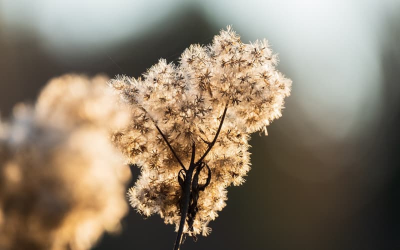 双节鲜花预订攻略：提前定制，让爱与节日氛