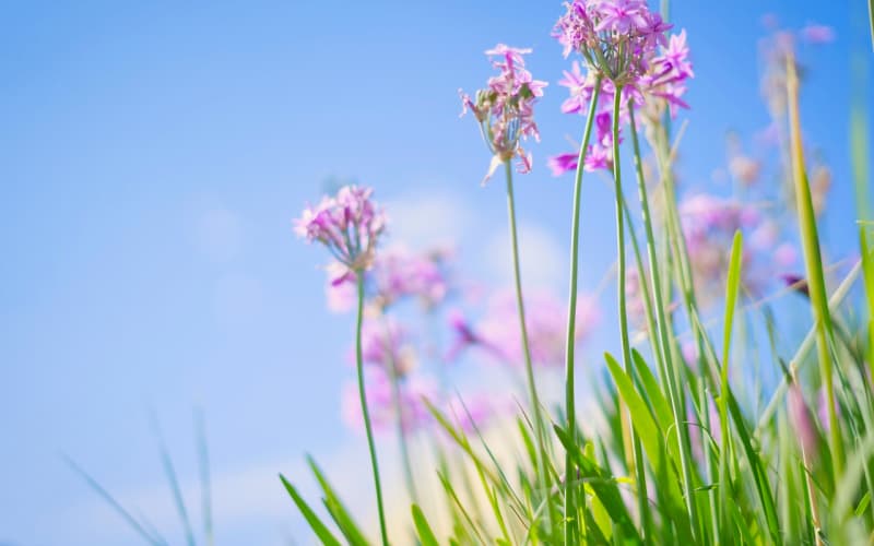 鲜花与永生花：生命绽放与时光定格的选花决策指南