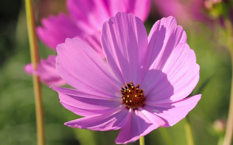 春节送花必知：吉祥花卉挑选与搭配全攻略