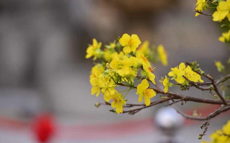 永生花选购与定制：打造生日专属浪漫不褪色