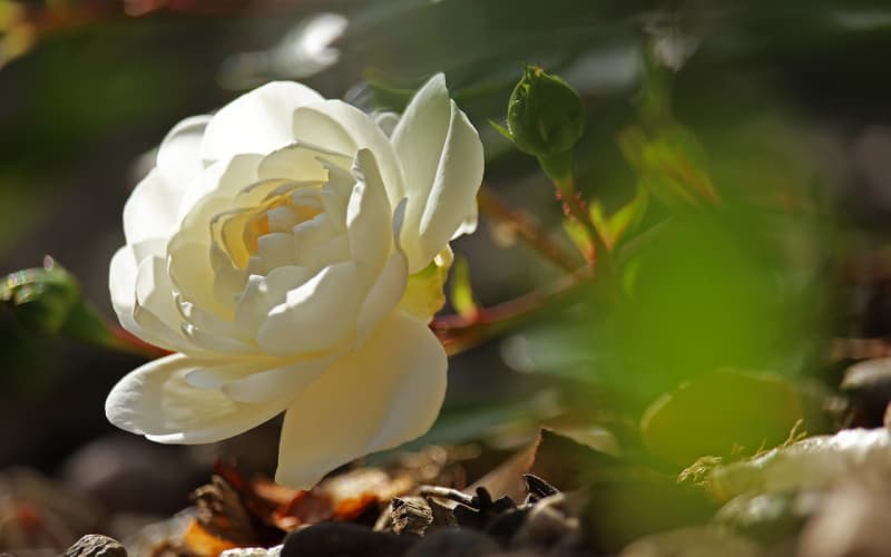 鲜花选购攻略：七大要点助你订购高性价比花