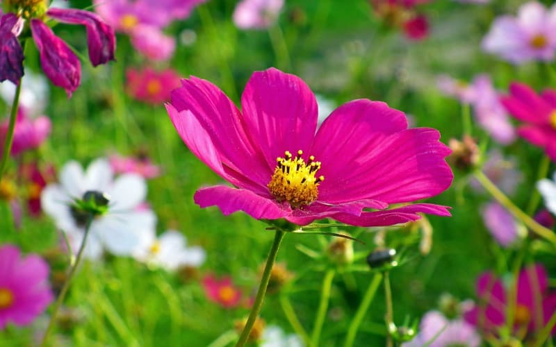勿忘我花语全解析：永恒之爱与真挚情谊的送花指南