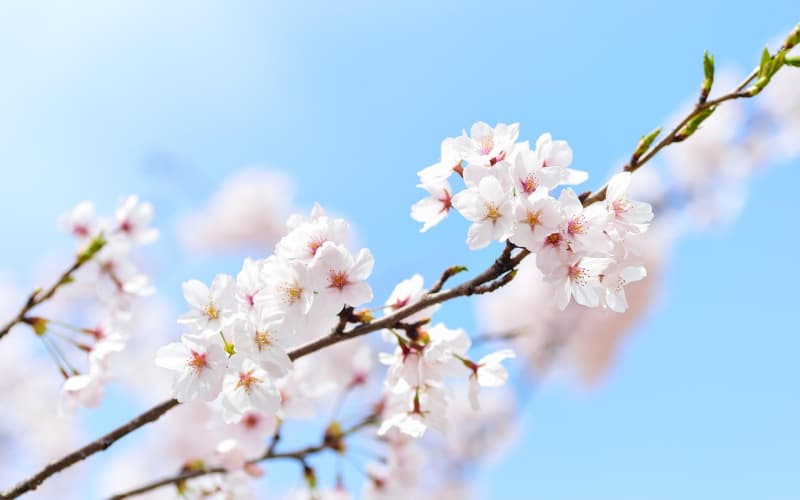 母亲节送花新选择：5款小众鲜花传递独特感恩之情