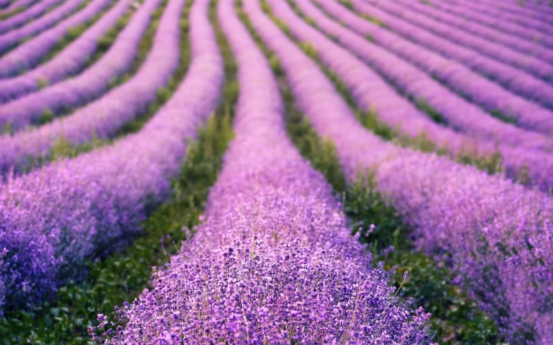 粉色百合花语全解析：送花数量与对象的选择指南