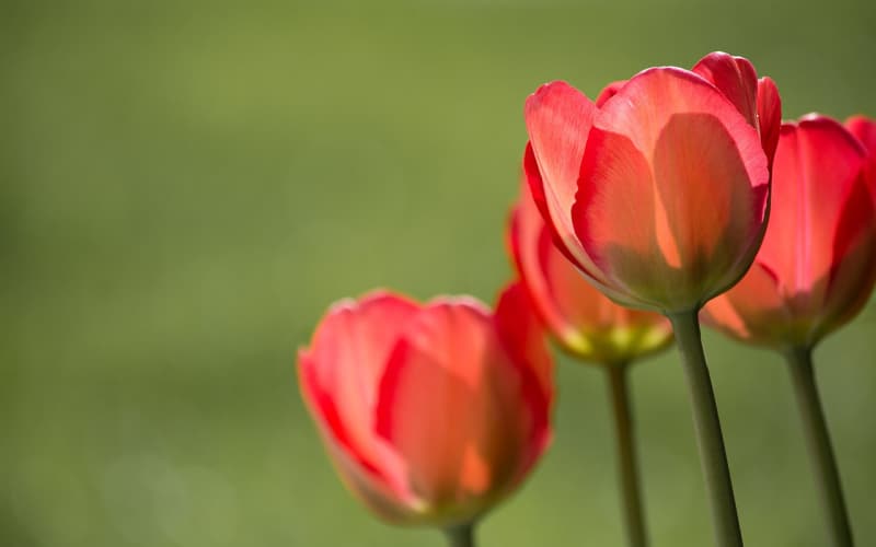 栀子花的花语解析：一生守候、坚强不息与希望之花