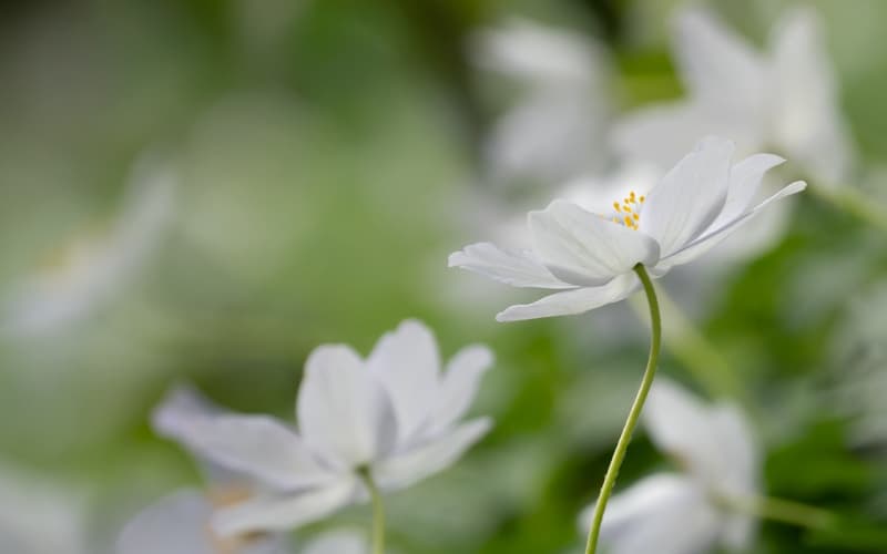 玫瑰花语全解析：不同颜色背后的爱情寓意与送花指南